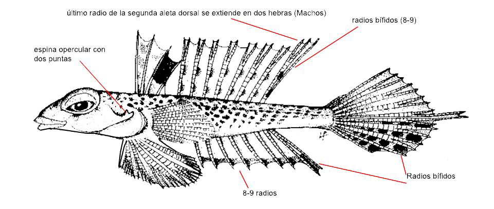 Synchiropus phaeton_01.jpg